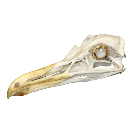 Replica Glaucous Gull Skull