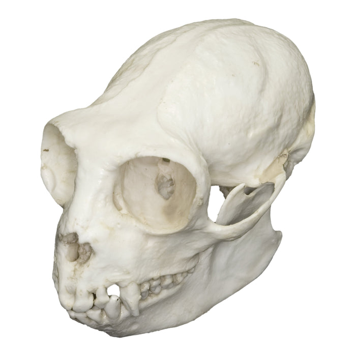 Replica Golden-headed Lion Tamarin Skull