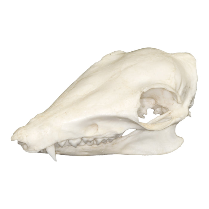 Replica Golden-rumped Elephant Shrew Skull
