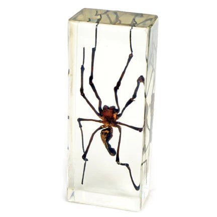 Real Golden Orb-Web Spider in Acrylic Paperweight
