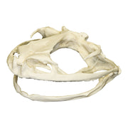 Replica Goliath Frog Skull