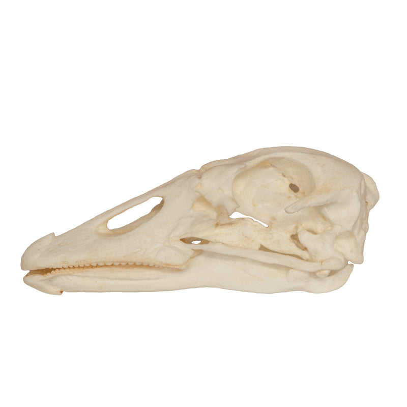 Replica Goose Skull
