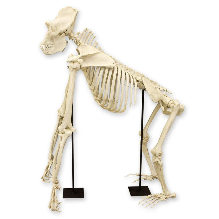Replica Gorilla Skeleton