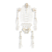 Replica Gorilla Skeleton