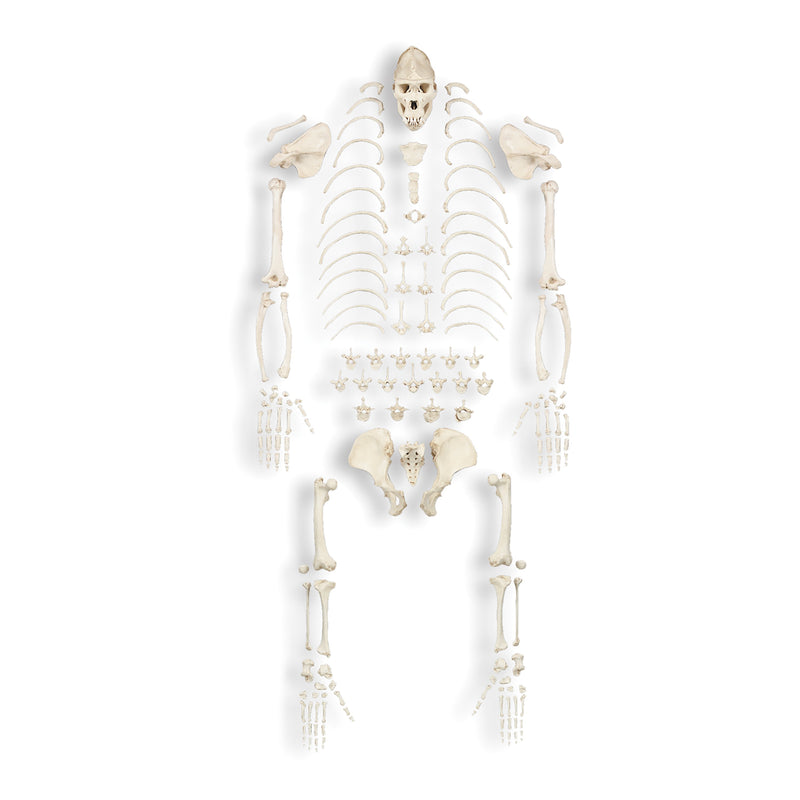 Replica Gorilla Skeleton