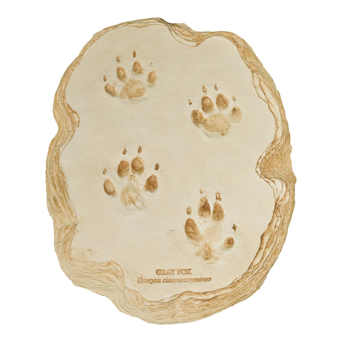 Gray Fox Footprint