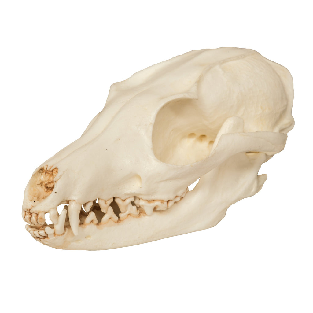 Replica Gray Fox Skull — Skulls Unlimited International, Inc.
