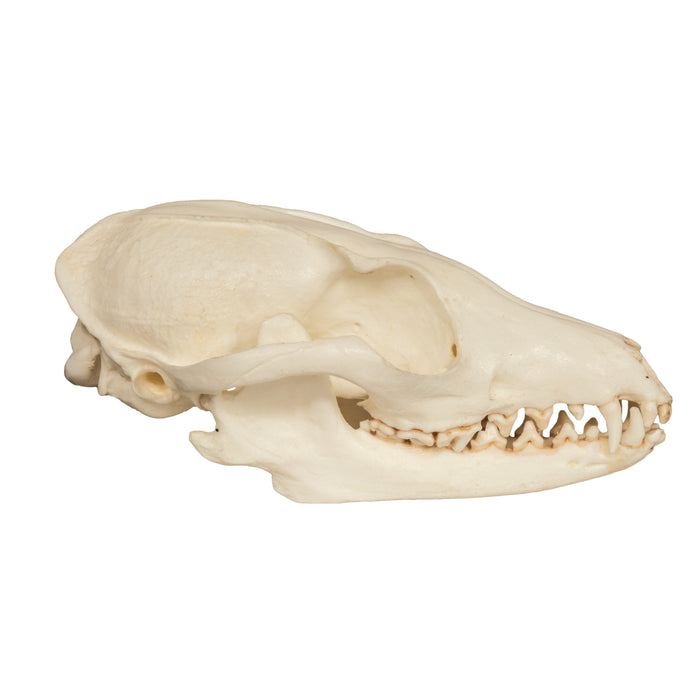 Replica Gray Fox Skull