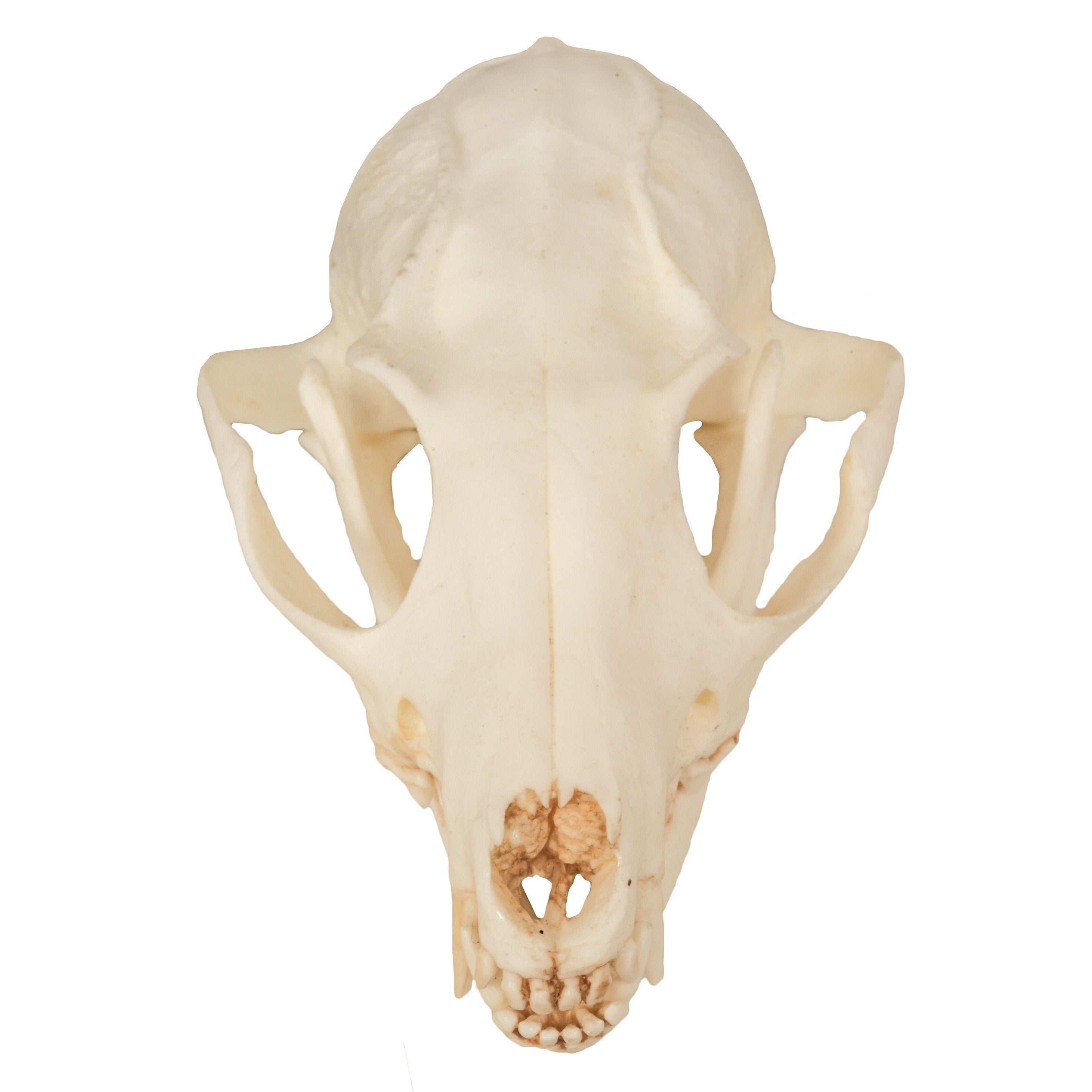 Fox Roting Skull Fox Skull Front