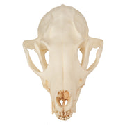 Replica Gray Fox Skull