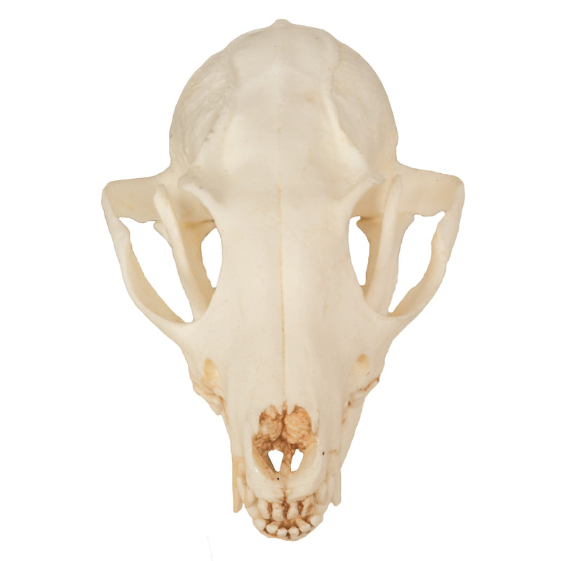 Replica Gray Fox Skull