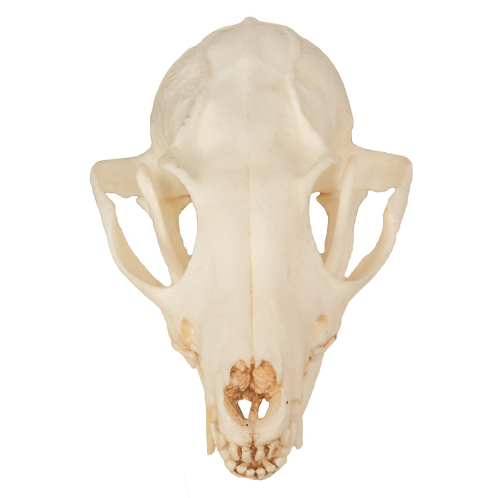 Replica Gray Fox Skull