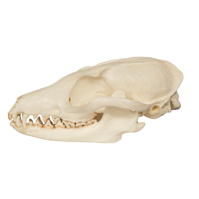Replica Gray Fox Skull