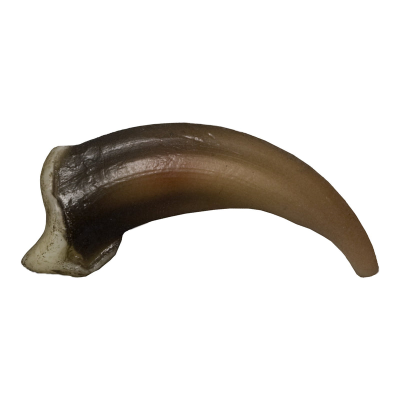 Replica Gray Wolf Claw (4 cm)