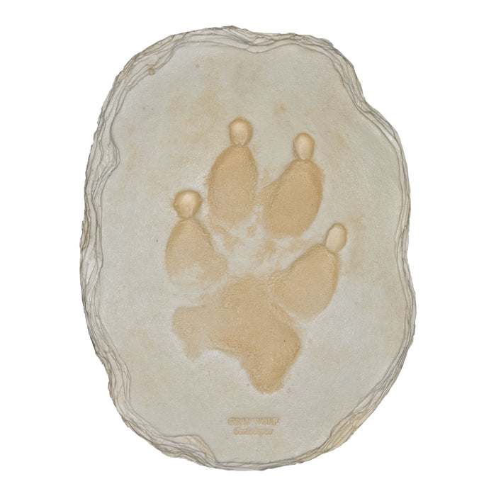 Gray Wolf Footprint