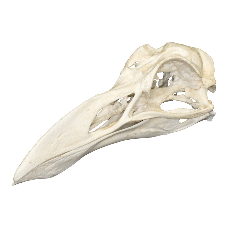 Replica Great Auk Skull