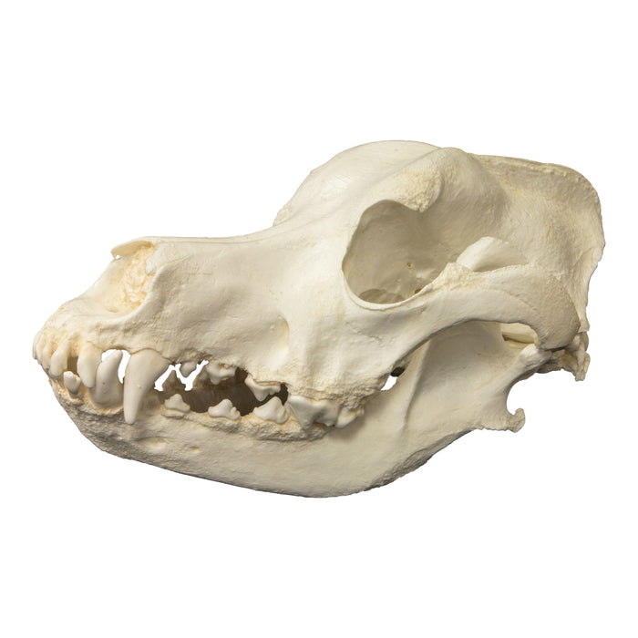 Replica Great Dane Skull