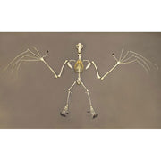 Replica Greater Flying Fox Skeleton