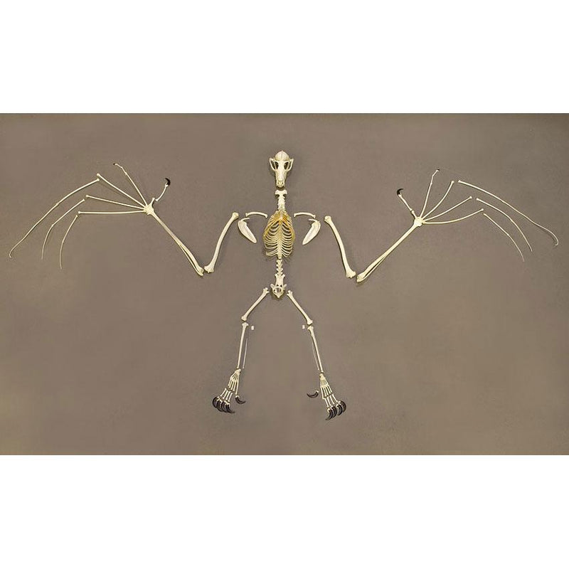 Replica Greater Flying Fox Skeleton