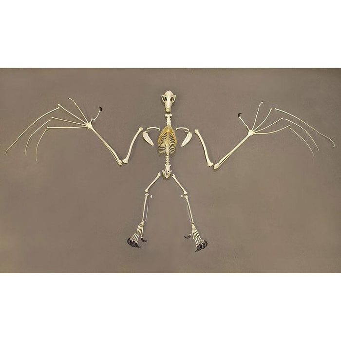 Replica Greater Flying Fox Skeleton - Articulated