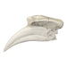 Replica Great Indian Hornbill Skull