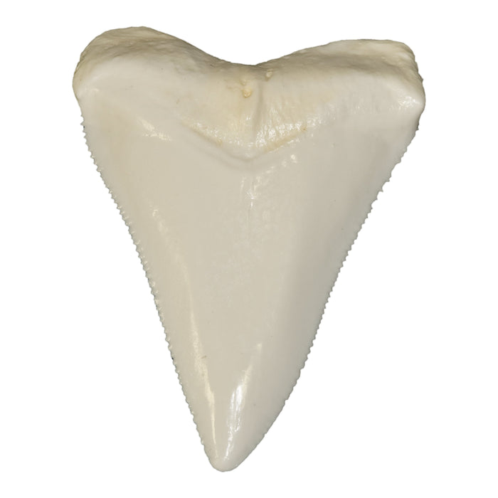 Replica Great White Shark Tooth