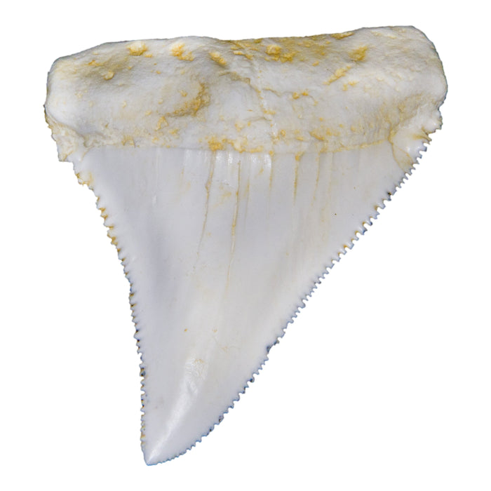 Replica Great White Shark Tooth