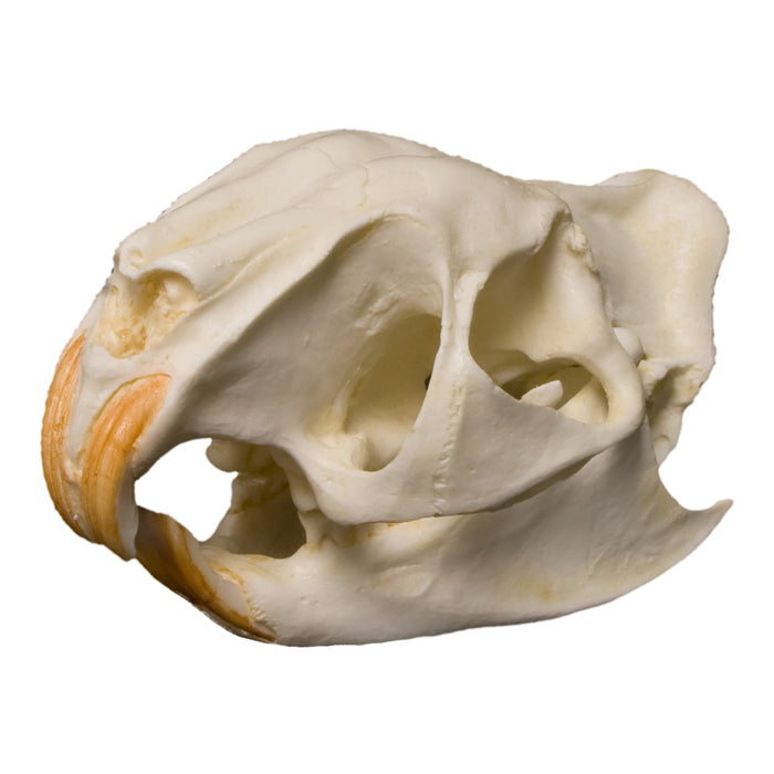 Replica Greater Cane Rat Skull