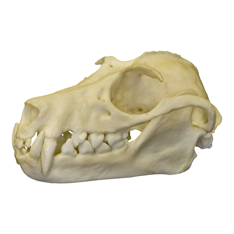 Replica Greater Flying Fox Skull