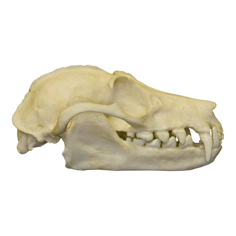 Replica Greater Flying Fox Skull