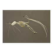 Replica Greater Flying Fox Skeleton