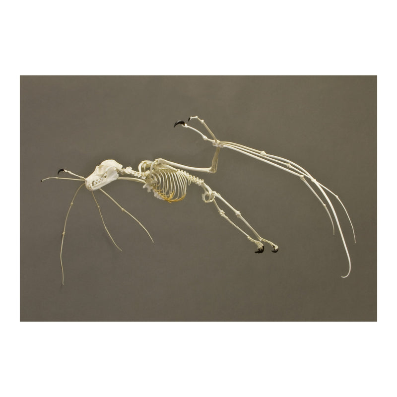 Replica Greater Flying Fox Skeleton