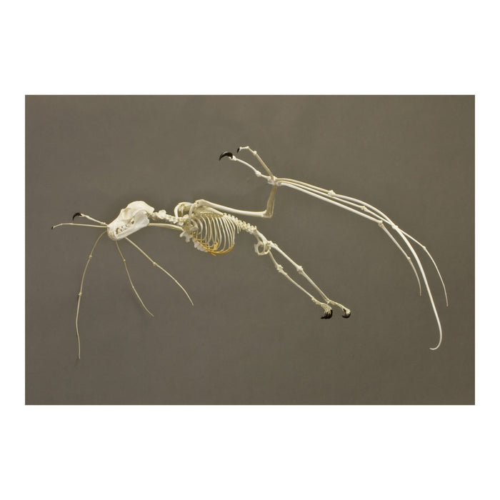 Replica Greater Flying Fox Skeleton - Articulated