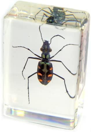 Real Green Tiger Beetle in Acrylic Paperweight (Small)