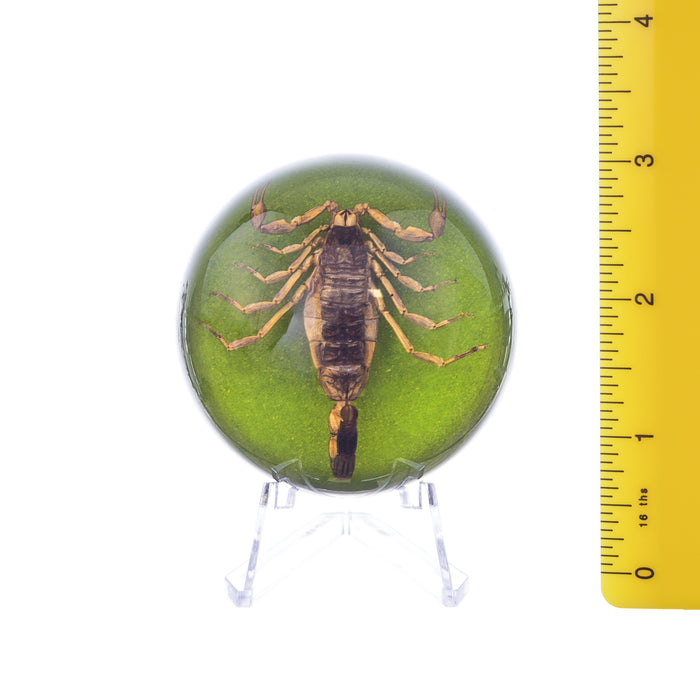 Real Golden Scorpion in Acrylic Dome Paperweight (Colored)