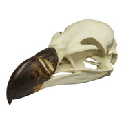 Replica Griffon Vulture Skull