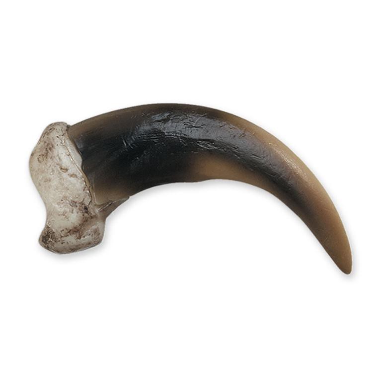 Replica Grizzly Bear Claw - Medium (8 cm)