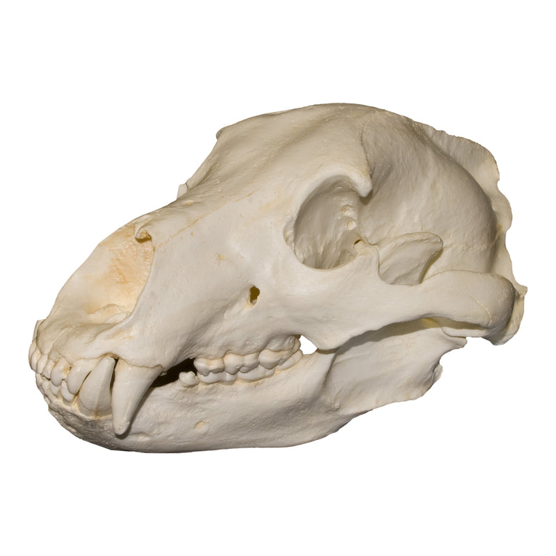 Replica Teaching Quality Grizzly Bear Skull
