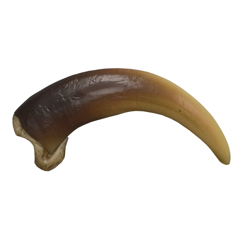 Replica Grizzly Bear Claw (Curved) - Extra Large (9 cm)