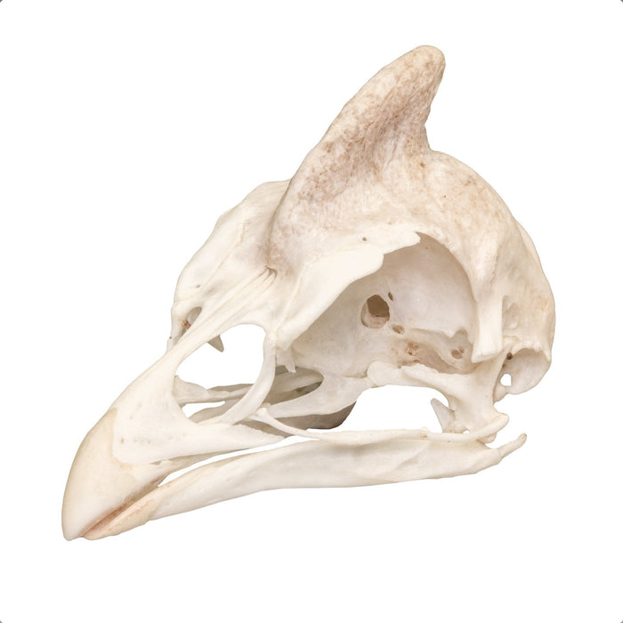Real Helmeted Guineafowl Skull