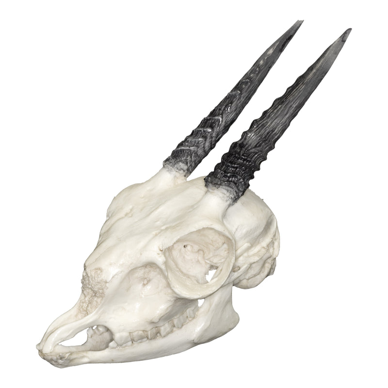 Replica Gunther's Dik Dik Skull