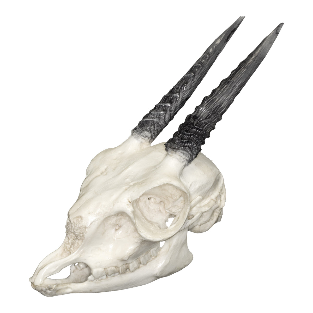 Replica Gunther’s Dik Dik Skull For Sale — Skulls Unlimited