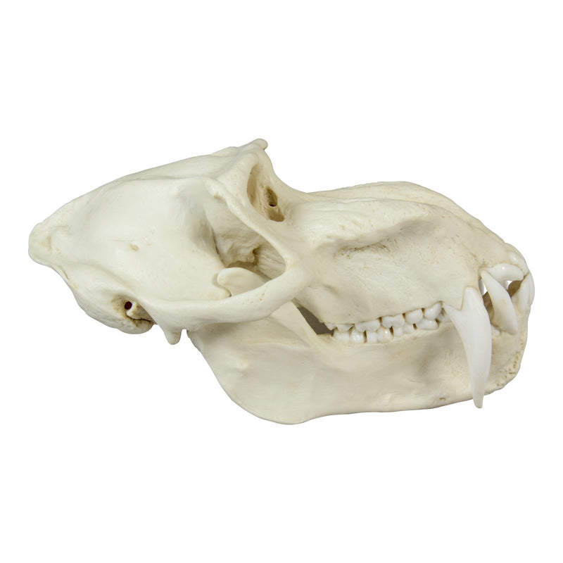 Replica Mandrill Baboon Skull
