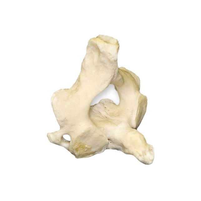 Real Human Atlas or Axis