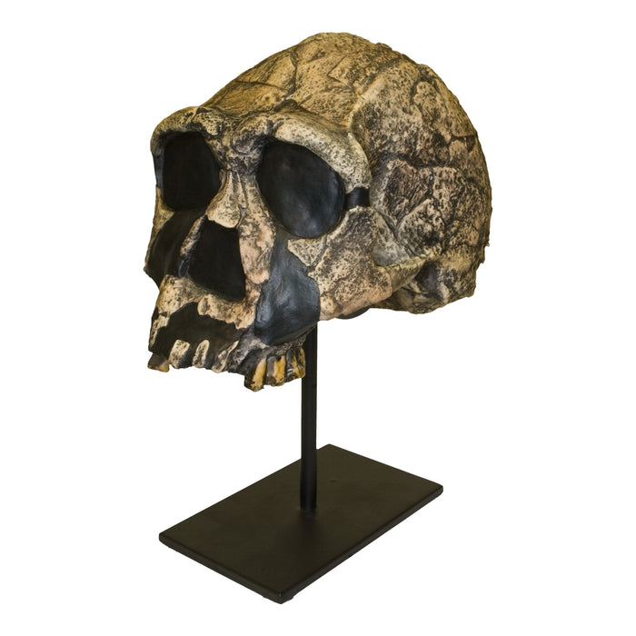 Replica Homo Ergaster KNM ER 3733 Skull