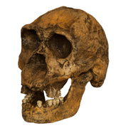 Replica Homo Ergaster KNM ER 3733 Skull