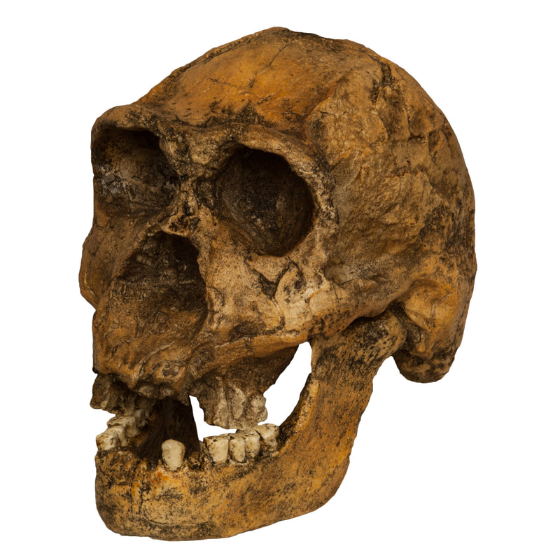 Replica Homo Ergaster KNM ER 3733 Skull