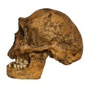 Replica Homo Ergaster KNM ER 3733 Skull