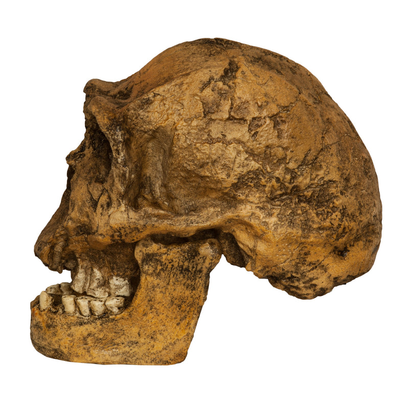 Replica Homo Ergaster KNM ER 3733 Skull