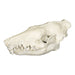 Replica Haitian Solenodon Skull